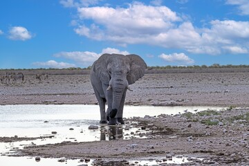 Picture of an drinking elephant at a waterhole in Etosha National Park in Namibia during the day