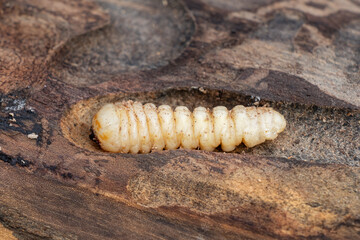 Bark beetle larva close-up inside dead wood. Woodworm on the surface of an old tree