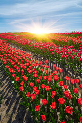 Field of red tulips in Provence in spring. Cloudy sky. Vertical photo. - 777092209