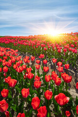 Red tulips in curvy rows - 777092210