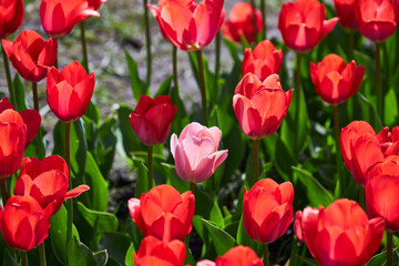 Blooming Goland tulips. Field of multicolored tulips close-up as a concept of holiday and spring. Lawn with flowers with space for text and copy space. - 777092250