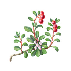 Uva Ursi hand-drawn botanical pencil illustration isolated on white with clipping path