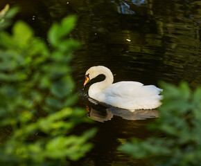 Swan in spring, beautiful waterfowl Swan on the lake in the spring - 777093032
