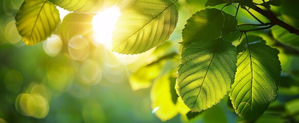 Sunlit Leaves A Study in Nature's Light and Shadow Generative AI