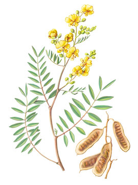Senna hand-drawn botanical pencil illustration isolated on white with clipping path