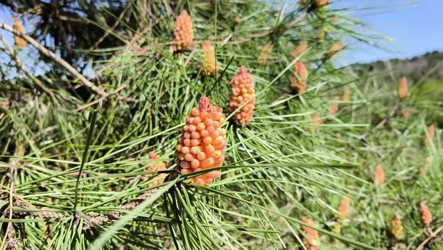 Cones masculinos do pinheiro: O potente al&eacute;rgeno das pinhas masculinas de Pinus sylvestris