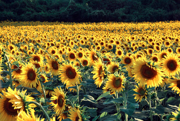 Sunflower field at sunset in the suns rays