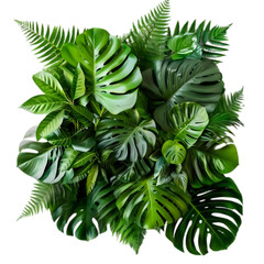 Tropical green leafy arrangement with Monstera, palm, rubber plant, pine, and fern foliage. Lush jungle concept.isolated on transparent background png