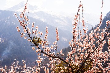 Cherry blossom in Himachal Pradesh, snow covered mountains background