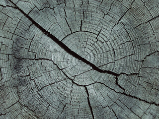 Cross section of tree trunk, stump. Rough organic texture of tree rings with close up. Section of...