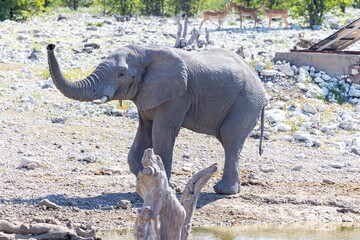 Picture of an elephant in Etosha National Park in Namibia during the day