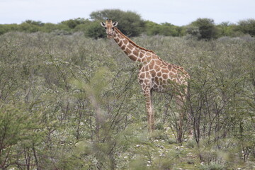 One adult Giraffe in Etosha Nationalpark Namibia, Africa, well camouflaged in savanna