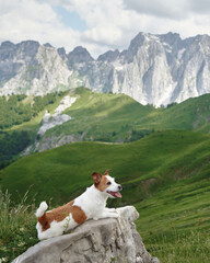 Dog resting on a mountain hike. A Jack Russell Terrier takes a break on a stone wall with a lush mountainous landscape in the background