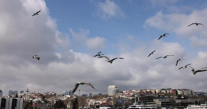 Many seagulls flying in sky over sea in city 4k movie slow motion. Urban landscape concept