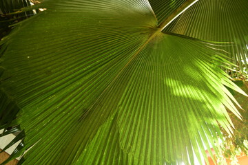 A palm tree frond spreading overhead providing shade