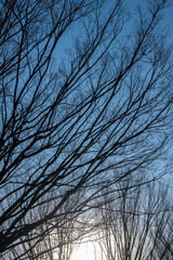 冬の青空と枝木のシルエット