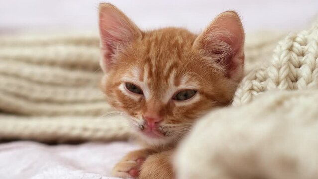 Kitten on bed with cozy beige large-knit scarf. Little pet looking at camera. Red tabby baby cat 
