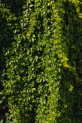 Green, lush ivy wall texture, perfect for eco-friendly and natural designs, aligns with biophilic...