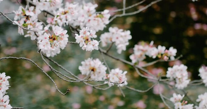 季節の背景春　池の上に枝垂れて咲く風に揺れる満開の桜の花のアップのスローモーション　入学・入社・新生活・花見・日本のイメージ