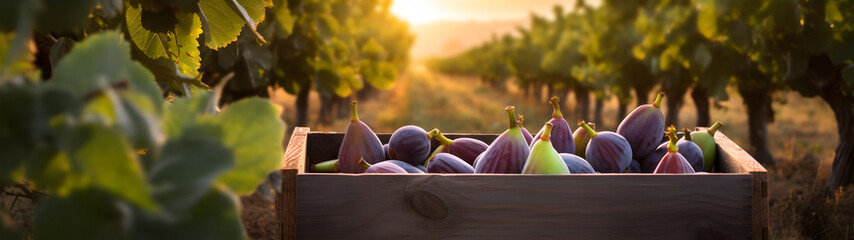 Figs harvested in a wooden box in a plantation with sunset. Natural organic fruit abundance. Agriculture, healthy and natural food concept. Horizontal composition, banner.