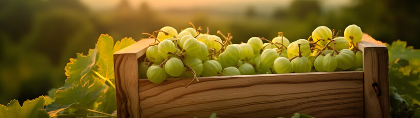 Gooseberries harvested in a wooden box in a farm with sunset. Natural organic fruit abundance. Agriculture, healthy and natural food concept. - 777117463