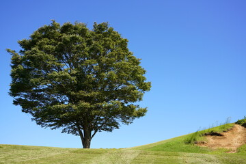 Fototapeta na wymiar 日本の千葉県にある公園　夏の木、草、青空