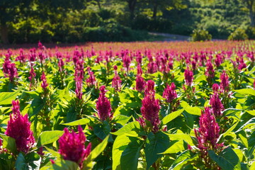 日本の千葉県にある大きな公園　赤いケイトウの花畑