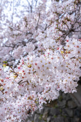 春の蹴上インクライン