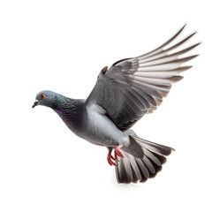 Grey pigeon on flight isolated on white background сreated with Generative Ai