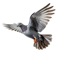 Obraz premium Grey pigeon on flight isolated on white background сreated with Generative Ai