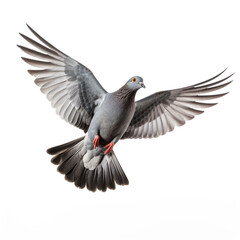 Obraz premium Grey pigeon on flight isolated on white background сreated with Generative Ai