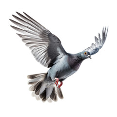 Fototapeta premium Grey pigeon on flight isolated on white background сreated with Generative Ai