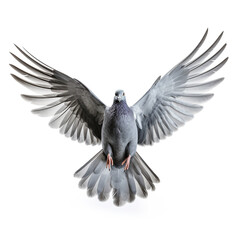Fototapeta premium Grey pigeon on flight isolated on white background сreated with Generative Ai