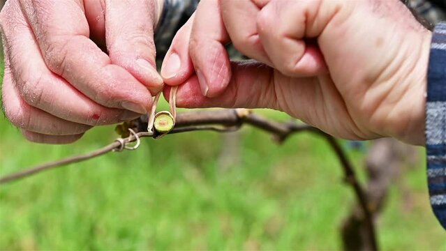 The ligature. Winemaker ties the new shoot to the wire after pruning with vegetable raffia. Traditional agriculture. Winter pruning, Footage.