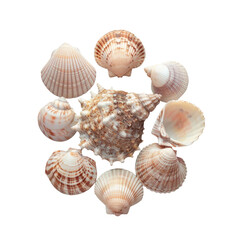 A group of shells on a transparent background