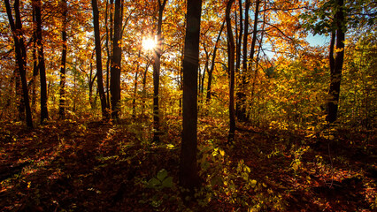 Autumn forest nature. Vivid morning in colorful forest with sun rays through branches of trees. Scenery of nature with sunlight. - 777128290
