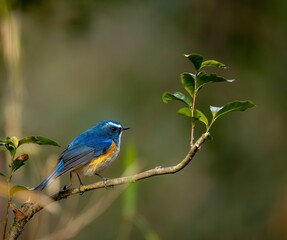 森の中で枝に留まっているルリビタキの雄