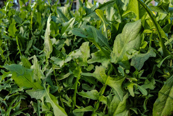 texture of rocket, which is an annual herbaceous plant of the Brassicaceae family. Arugula is...