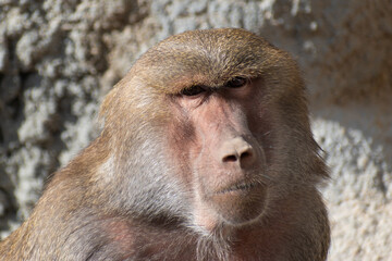portrait of baboon