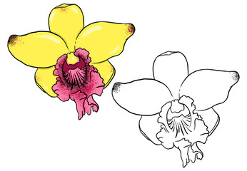Yellow and pink Orchids. Perfect for artwork, t-shirts, cards, prints, picture books, coloring books, wallpaper, prints, etc. 
