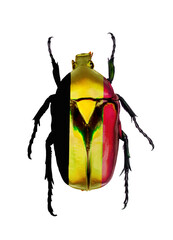 Beetle painted in colors of Germany flag isolated on transparent close-up, design element for art, print, decor