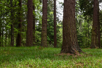 Scottish woodland from a ground level perspective. The verdant undergrowth and trees illustrate the quiet beauty and ecological diversity of the forest