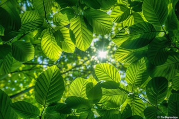 Fototapeta na wymiar The Sunlit Canopy A Symphony of Nature's Light and Life Generative AI