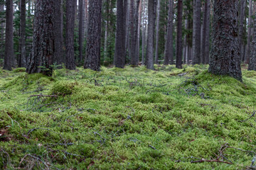 Ground level view showcases the vibrant green moss and delicate underbrush that thrive under the canopy of towering pine trees in forest, serene beauty of the woodland ecosystem