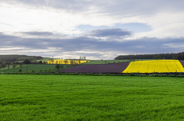 Scottish farmland showcases vibrant yellow rapeseed fields adjacent to freshly ploughed and...