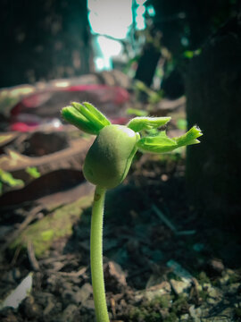 bud of tulip