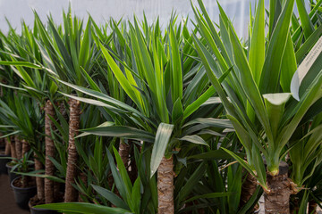 Yucca Elephantipes . Young Yucca plants. Tropical tree suitable for living in an apartment.