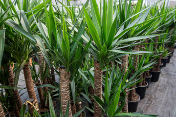 Obraz premium Yucca Elephantipes . Young Yucca plants. Tropical tree suitable for living in an apartment.