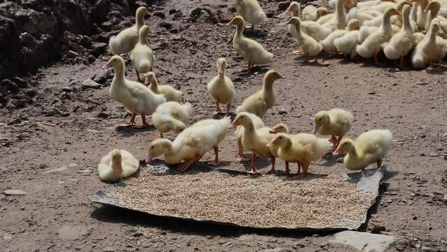 Ducklings Feeding Frenzy