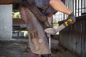 At the end of shoeing, the farrier gives the horse's hoof a final rasp as a finishing touch. - obrazy, fototapety, plakaty